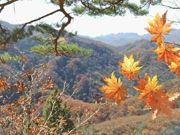 威海龍澤府最新房價動態(tài)，市場分析及未來趨勢預測